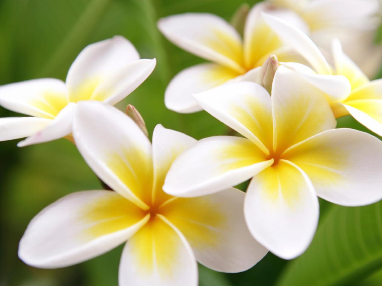 Frangipani